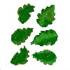 Image of leaves15.jpg