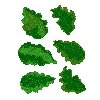 Image of leaves16.jpg