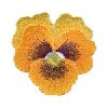 Image of 3dpansy03.jpg