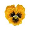 Image of 3dpansy07.jpg