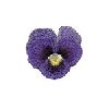 Image of 3dpansy10.jpg