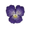 Image of 3dpansy11.jpg