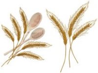 Image of 5x7wheat.jpg