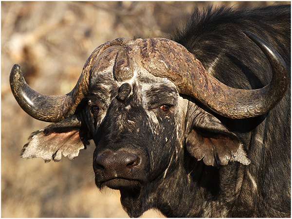 Image of buffalobull.jpg