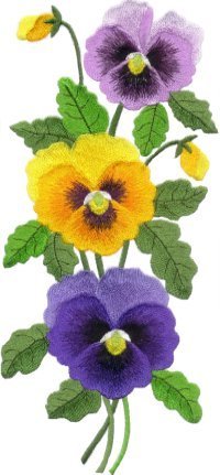 Image of jumbopansy01b.jpg