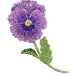 Image of pansy02.jpg