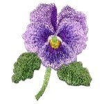 Image of pansy04.jpg