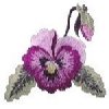 Image of pansy11a.jpg