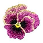 Image of pansy18.jpg